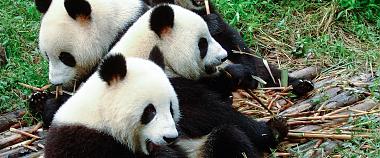 Pandas in Chengdu Research Base of Giant Panda Breeding