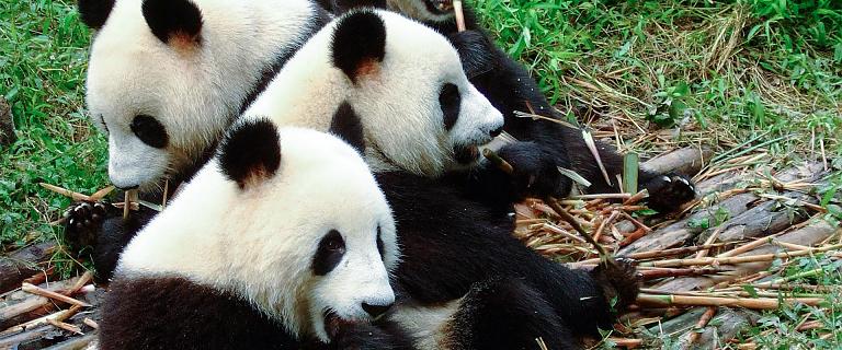 Pandas in Chengdu Research Base of Giant Panda Breeding