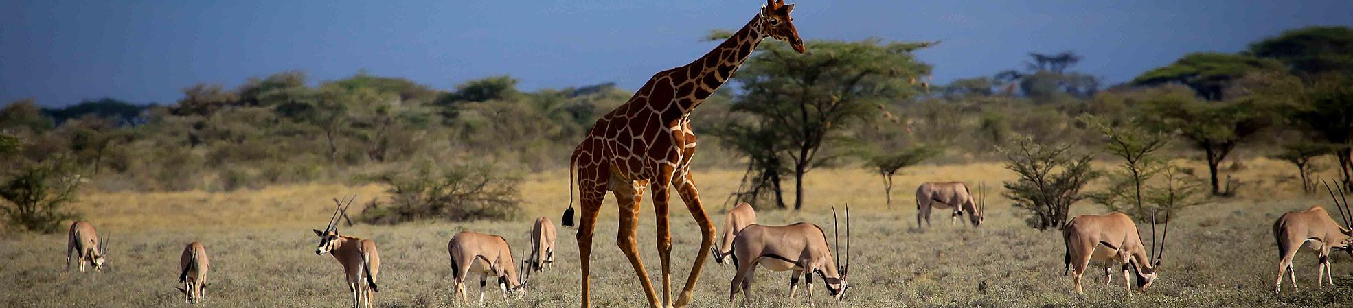 Incredible Wildlife Safari in the Unspoiled Land of Tanzania