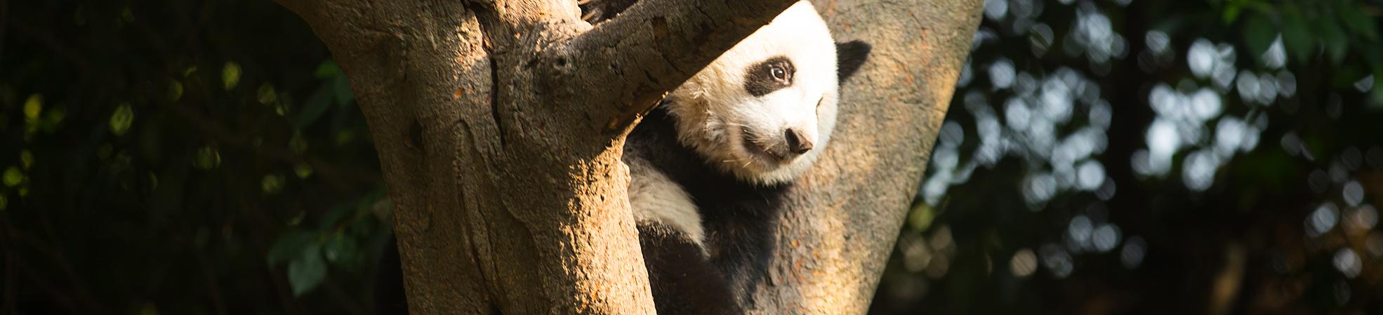All You Want to Know About the Giant Panda