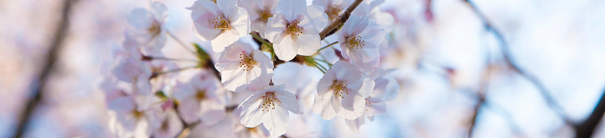 Japan Cherry Blossom 2024 Forecast: When & Where To See Sakura in