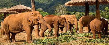 Elephant Sanctuaries