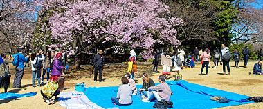 Top 12 Things to Do in Japan