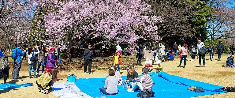 Top 12 Things to Do in Japan
