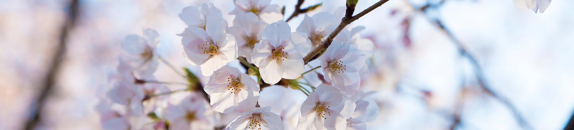 Best Places to See Cherry Blossoms in Japan