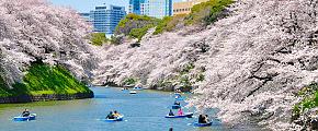 Los mejores lugares para ver Sakura en Japón
