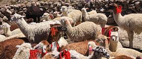 10 of the Best Things to Do in Peru