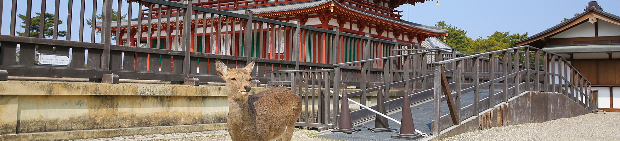 A Complete Guide to Visiting Nara