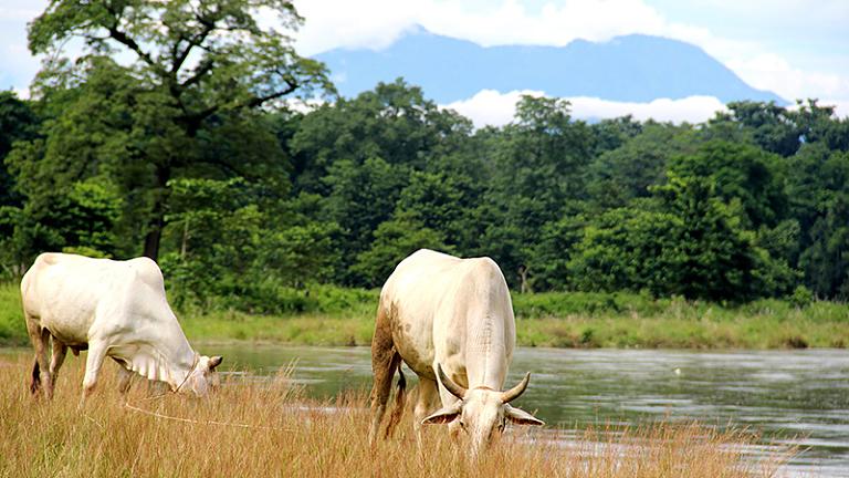 Chitwan, Nepal