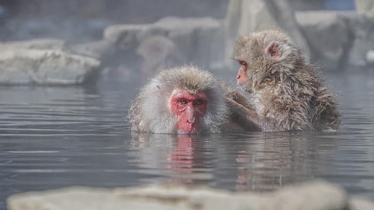 Japan's Snow Monkeys Soak in Onsen