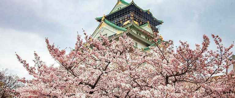 Cherry Blossoms in Osaka Park