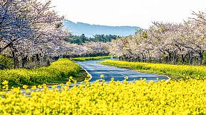 Lusan Road of Jeju Island, South Korea