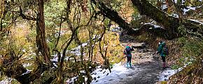 A Guide to Japan's Hiking