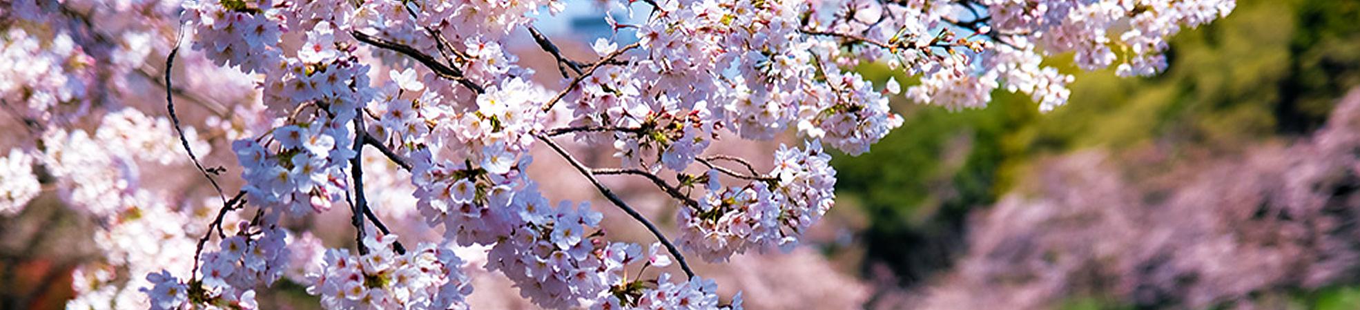 Cherry Blossoms (Sakura) in Kyoto