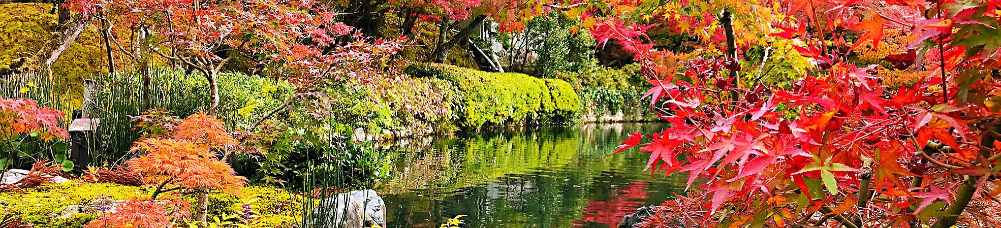 Where to See the Autumn Leaves in Kyoto
