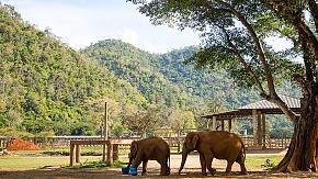 Baan Chang Elephant Park, Thailand