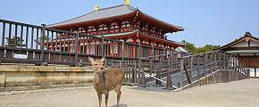 A Complete Guide to Visiting Nara