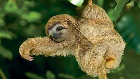 Sloth, Costa Rica