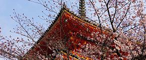 Cherry Blossoms (Sakura) in Kyoto