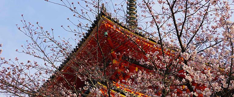 Cherry Blossoms (Sakura) in Kyoto