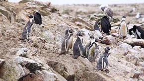 Isla Ballestas Islands, Peru