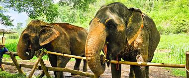 Baan Chang Elephant Park