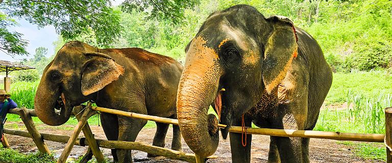 Baan Chang Elephant Park