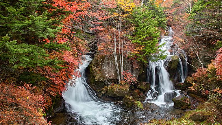 Autumn Leaves, Japan