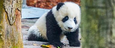 Wolong National Nature Reserve - Pandas' Paradise 