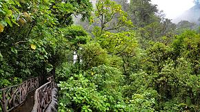 Rainforest, Costa Rica