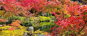 Where to See the Autumn Leaves in Kyoto