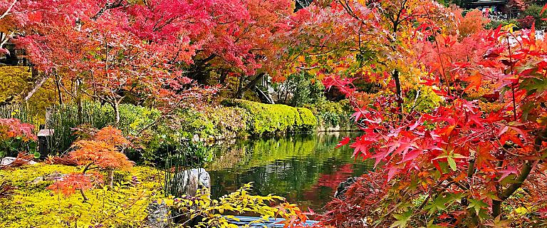 Where to See the Autumn Leaves in Kyoto