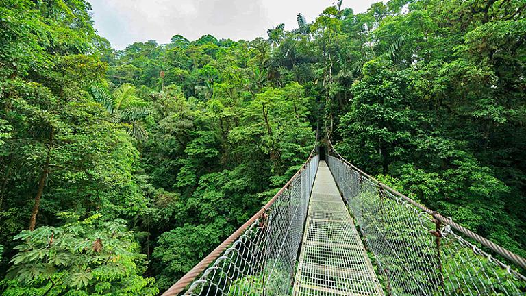Rainforest, Costa Rica