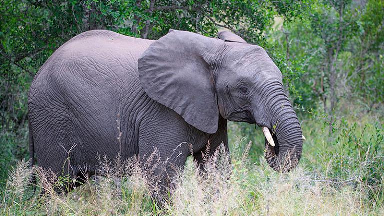 South Africa Safari