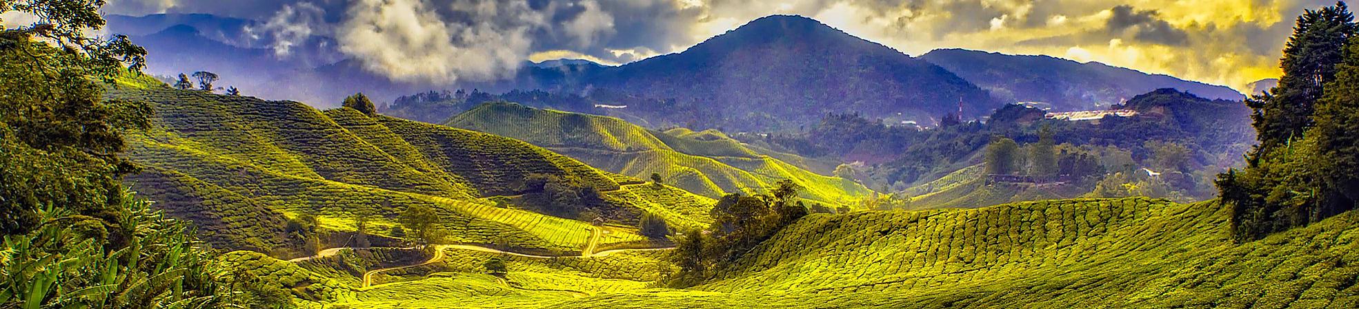 Cameron Highlands