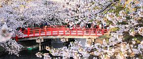 Sakura, Hirosaki Castle Park