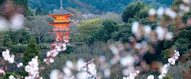 Kiyomizu-dera with Cherry Blossom
