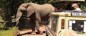 Elephant, Tanzania Safari