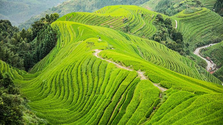 Longji Rice Terraces, Guilin