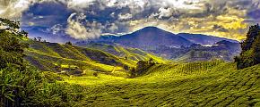 Cameron Highlands