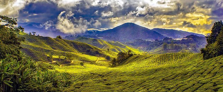Cameron Highlands