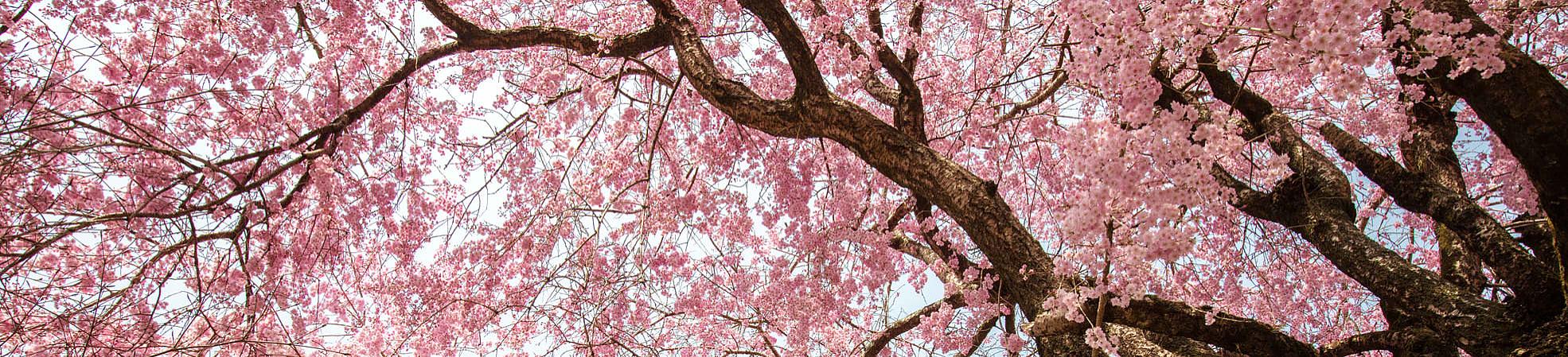 Japan Cherry Blossom Itineraries