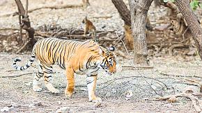 Tiger Safari, Ranthambore National Park