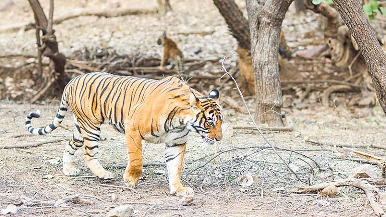 Tiger Safari, Ranthambore National Park