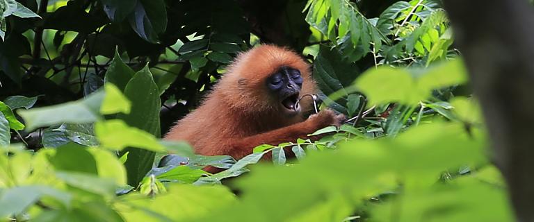 Orangutan in Borneo, Malaysia