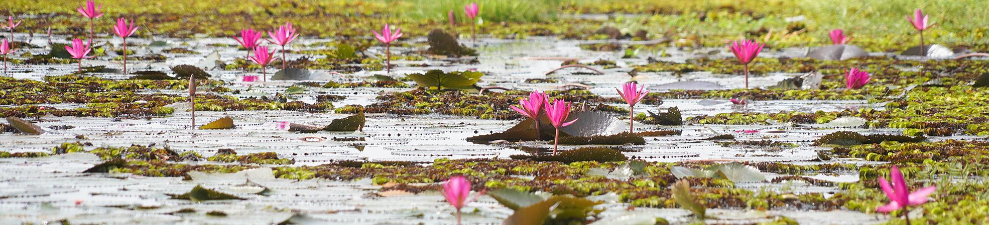 Red Lotus Lake