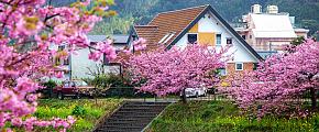 Japan Cherry Blossom Season Tour