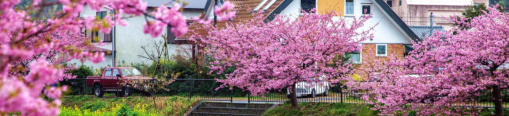 Scenic Kawazu Cherry Blossom Landscape 2025