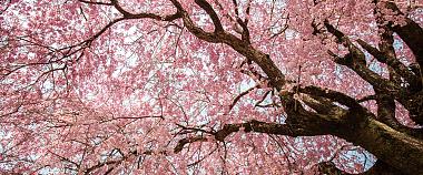 Japan Cherry Blossom Itineraries