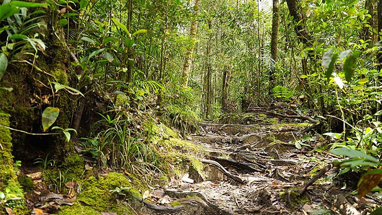 Jungle Trekking in Borneo Rainforest